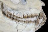 Fossil Oreodont (Merycoidodon) Skull - Wyoming #176526-6